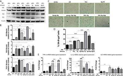 Porphyromonas gingivalis Provokes Exosome Secretion and Paracrine Immune Senescence in Bystander Dendritic Cells